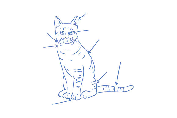 Blueprint-style Cat Embroidery Design Review